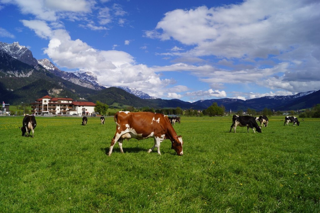 Urlaub am Bauernhof in Salzburg - Saalfelden - Leogang